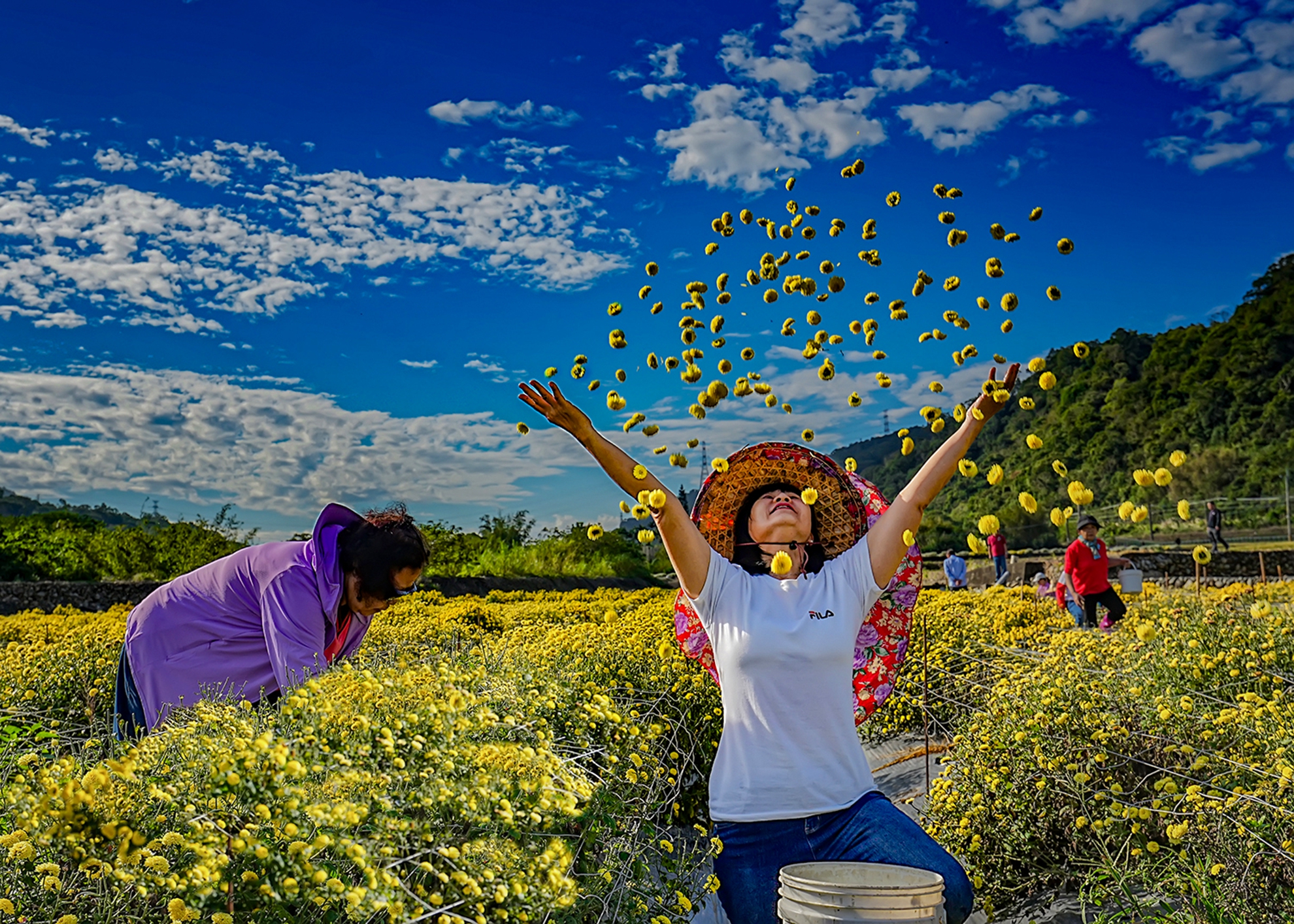 優選 張坤柏 灑花二